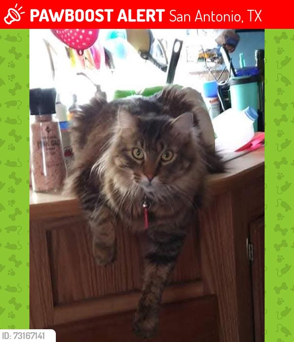 Lost Male Cat last seen Lanark & Austin Hwy, San Antonio, TX 78218