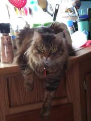 Lost Male Cat last seen Lanark & Austin Hwy, San Antonio, TX 78218