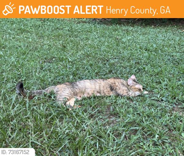 Found/Stray Female Cat last seen Plantation Road, Henry County, GA 30252