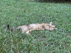 Found/Stray Female Cat last seen Plantation Road, Henry County, GA 30252