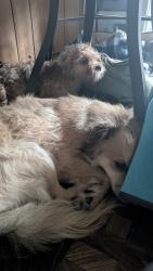 Found/Stray Male Dog last seen Flatbush ave & Zion st. Park, Hartford, CT 06106