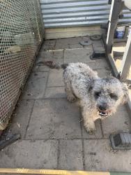 Lost Male Dog last seen Florida, Hemet, CA 92544