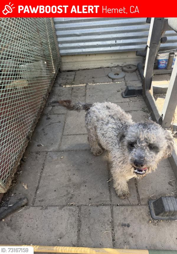 Lost Male Dog last seen Florida, Hemet, CA 92544