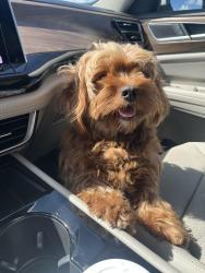 Found/Stray Female Dog last seen Near old Dixie hwy, Homestead, FL 33032
