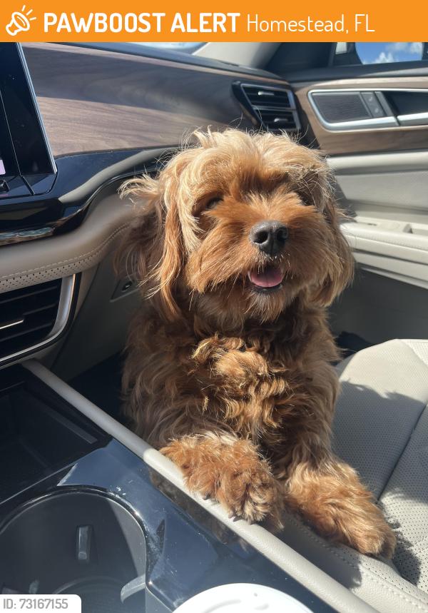 Found/Stray Female Dog last seen Near old Dixie hwy, Homestead, FL 33032