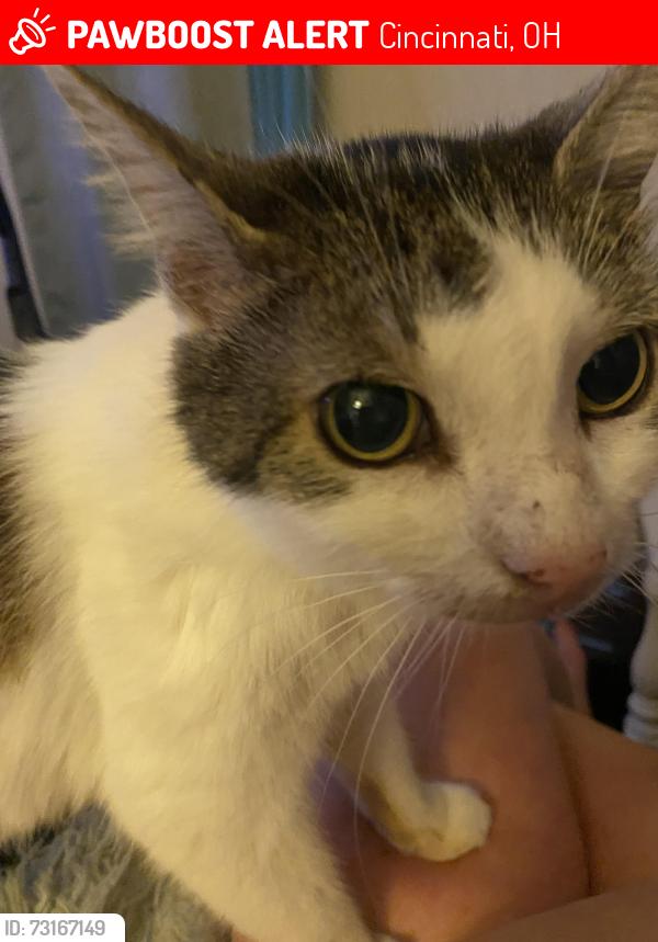 Lost Female Cat last seen Woodhaven Subdivision, Cincinnati, OH 45248