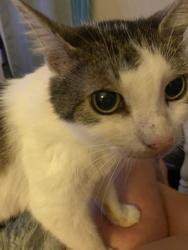 Lost Female Cat last seen Woodhaven Subdivision, Cincinnati, OH 45248