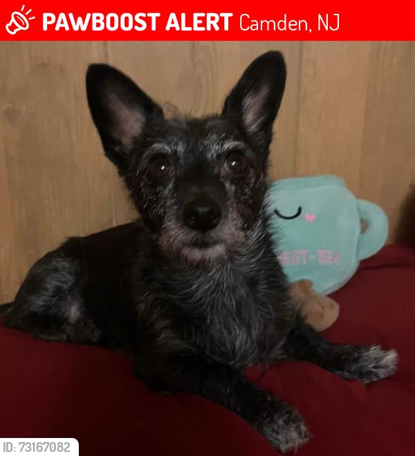 Lost Female Dog last seen Ferry Ave & Mt Ephraim Ave near the Florist Shop, Camden, NJ 08107