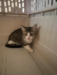 Found/Stray Male Cat last seen Aladdin/cayuga, San Antonio, TX 78228