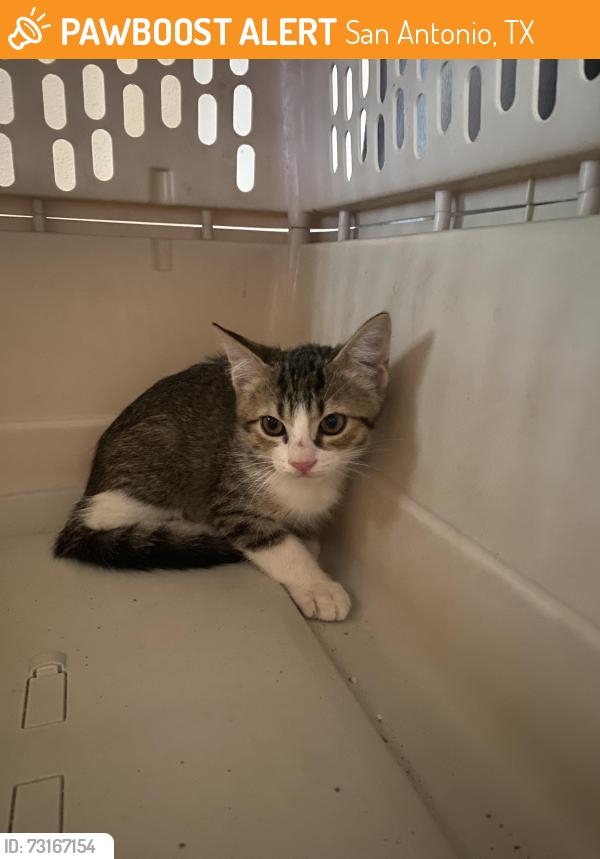 Found/Stray Male Cat last seen Aladdin/cayuga, San Antonio, TX 78228