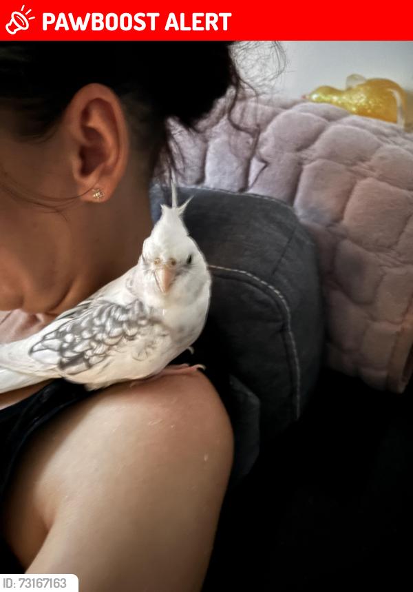 Lost Female Bird last seen Near henley close, Worcestershire, England WR2 5UT
