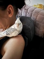 Lost Female Bird last seen Near henley close, Worcestershire, England WR2 5UT