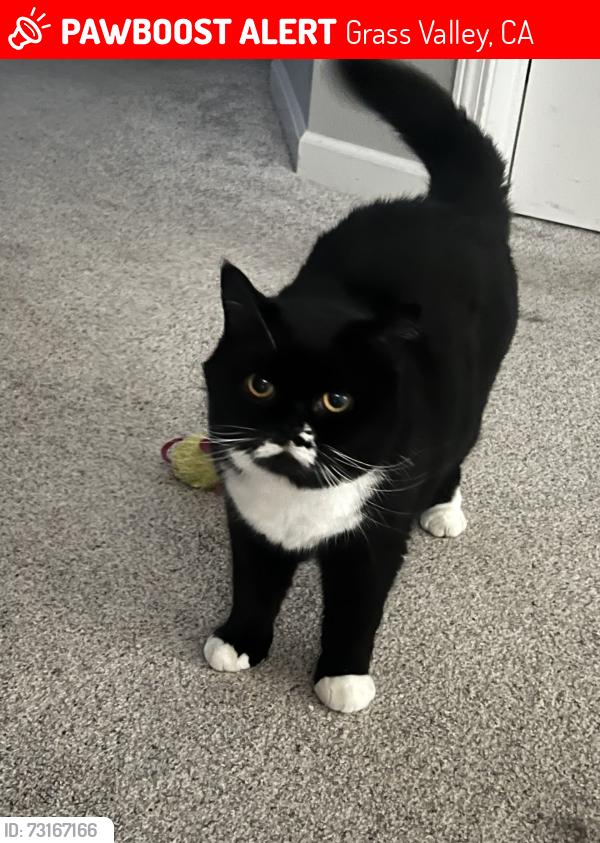 Lost Female Cat last seen Lakeview way near the Lake of the Pines neighborhood, Grass Valley, CA 95949