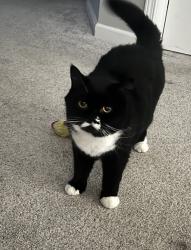 Lost Female Cat last seen Lakeview way near the Lake of the Pines neighborhood, Grass Valley, CA 95949