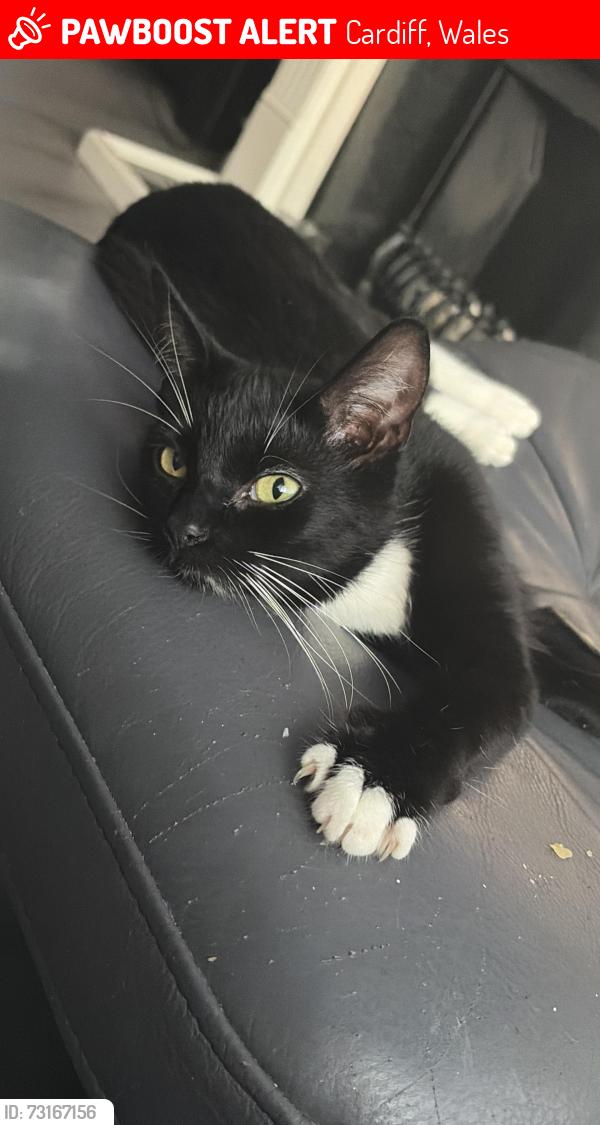 Lost Female Cat last seen Anchor works , apmt building behind fence, Cardiff, Wales 
