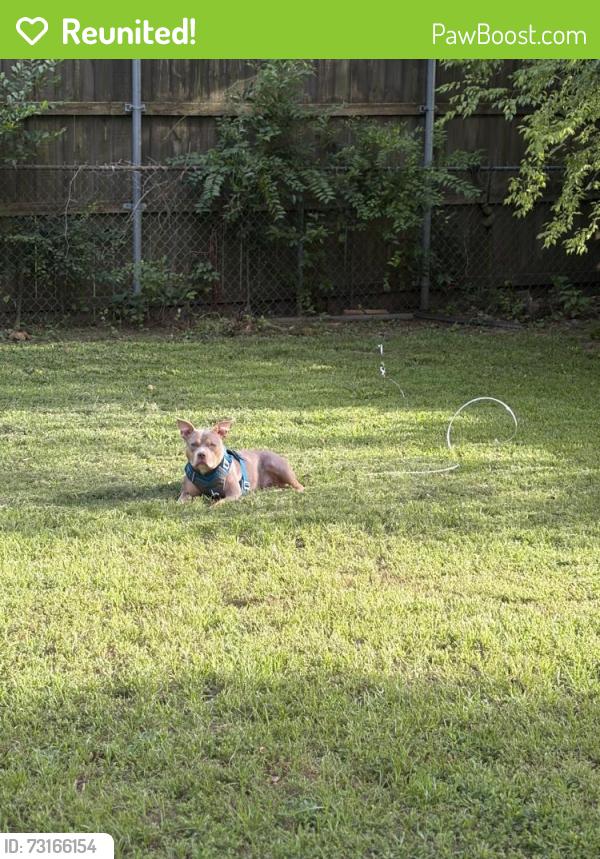 Reunited Female Dog last seen E Lynwood LN, Longview, TX 75604