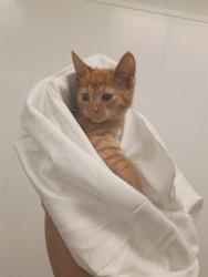 Shelter Stray Unknown Cat last seen Near BLOCK N POWERLINE RD, POMPANO BEACH FL 33069, 2400 SW 42nd St, Fort Lauderdale, FL 33312, USA