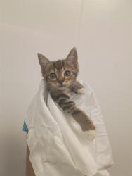 Shelter Stray Unknown Cat last seen Near BLOCK N POWERLINE RD, POMPANO BEACH FL 33069, 2400 SW 42nd St, Fort Lauderdale, FL 33312, USA