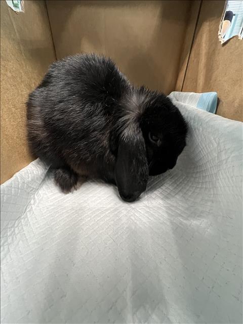 Shelter Stray Female Other last seen , West Valley Animal Shelter, 20655 Plummer St, Chatsworth, CA 91311, USA