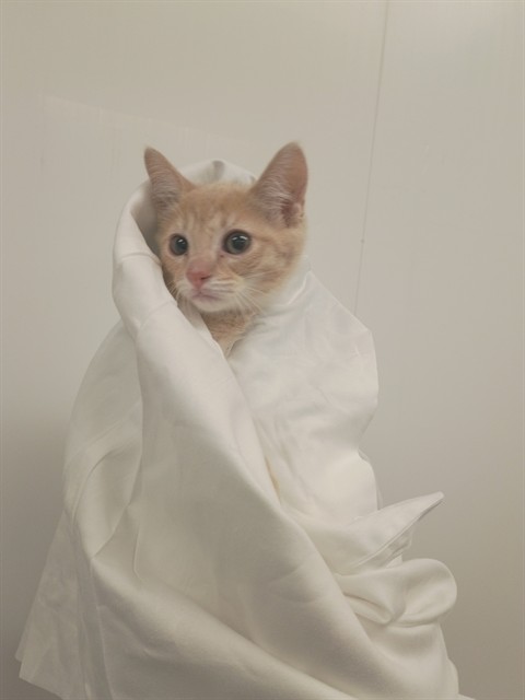 Shelter Stray Unknown Cat last seen Near BLOCK N POWERLINE RD, POMPANO BEACH FL 33069, 2400 SW 42nd St, Fort Lauderdale, FL 33312, USA