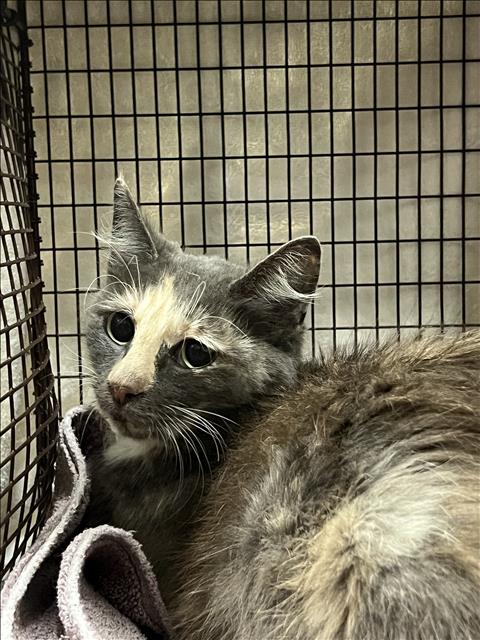 Shelter Stray Female Cat last seen , West Valley Animal Shelter, 20655 Plummer St, Chatsworth, CA 91311, USA