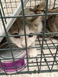 Shelter Stray Male Cat last seen Near BLOCK QUEBEC ST, 12155 Park Blvd, Brighton, CO 80601, USA