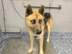 Shelter Stray Male Dog last seen Near BLOCK ALBION DR, INDIO CA 92201, 72050 Pet Land Pl, Thousand Palms, CA 92276, USA
