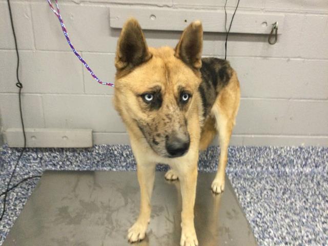 Shelter Stray Male Dog last seen Near BLOCK ALBION DR, INDIO CA 92201, 72050 Pet Land Pl, Thousand Palms, CA 92276, USA