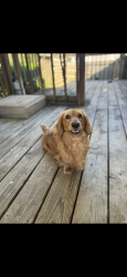 Lost Male Dog last seen Highway 22, Montevallo, AL 35115