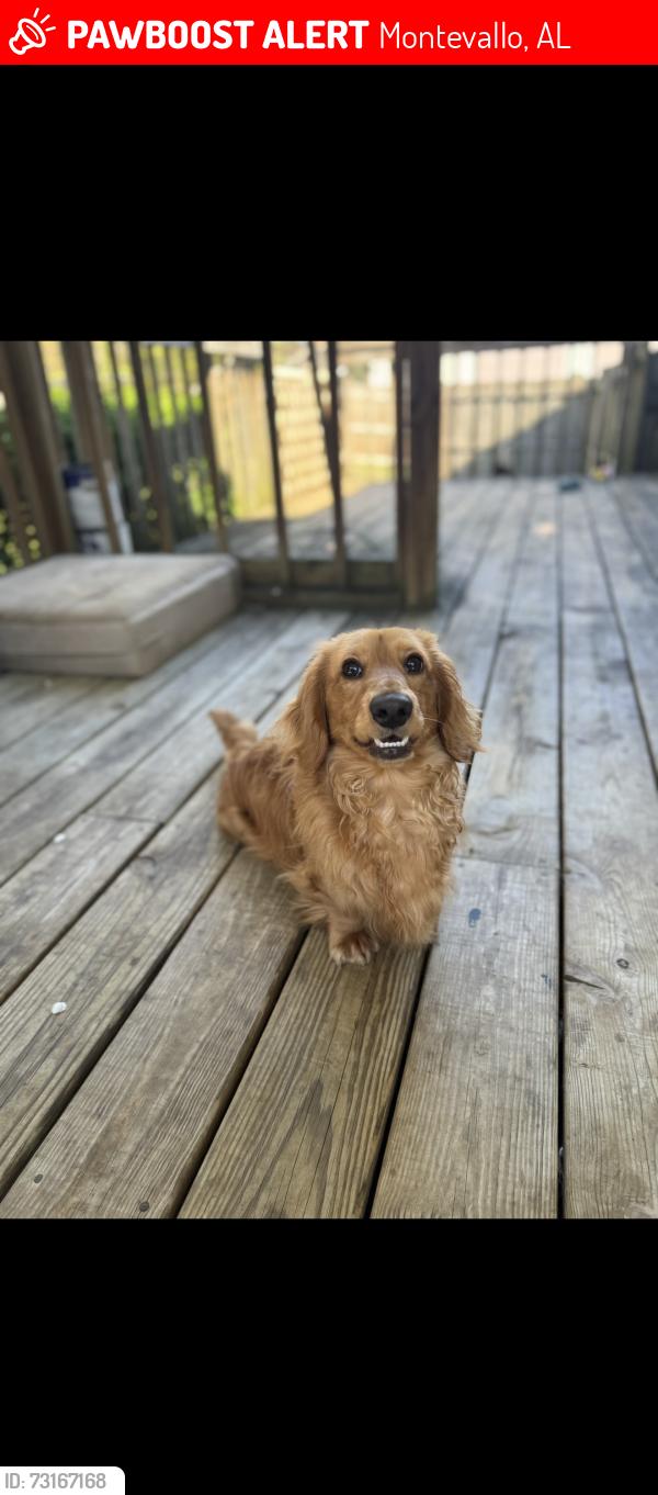 Lost Male Dog last seen Highway 22, Montevallo, AL 35115