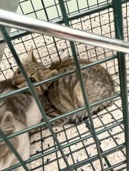 Shelter Stray Male Cat last seen Near BLOCK QUEBEC ST, 12155 Park Blvd, Brighton, CO 80601, USA