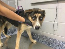 Shelter Stray Female Dog last seen Near BLOCK ALBION DR, INDIO CA 92201, 72050 Pet Land Pl, Thousand Palms, CA 92276, USA