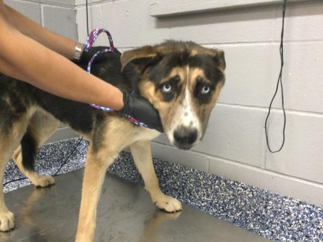 Shelter Stray Female Dog last seen Near BLOCK ALBION DR, INDIO CA 92201, 72050 Pet Land Pl, Thousand Palms, CA 92276, USA