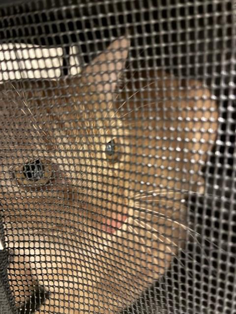 Shelter Stray Male Cat last seen 103RD & FEDERAL BLVD, 12155 Park Blvd, Brighton, CO 80601, USA
