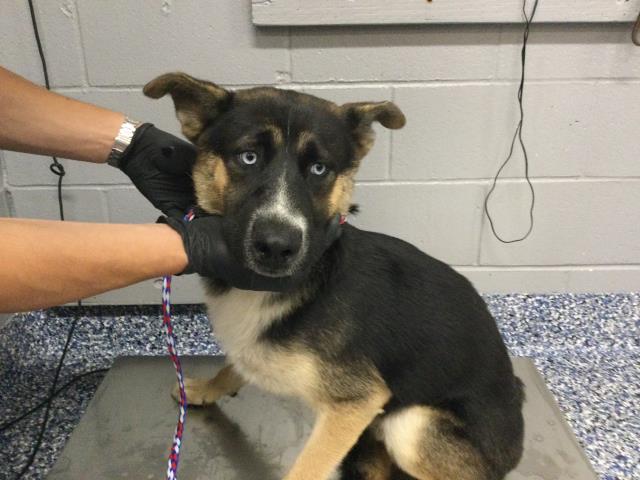 Shelter Stray Male Dog last seen Near BLOCK ALBION DR, INDIO CA 92201, 72050 Pet Land Pl, Thousand Palms, CA 92276, USA