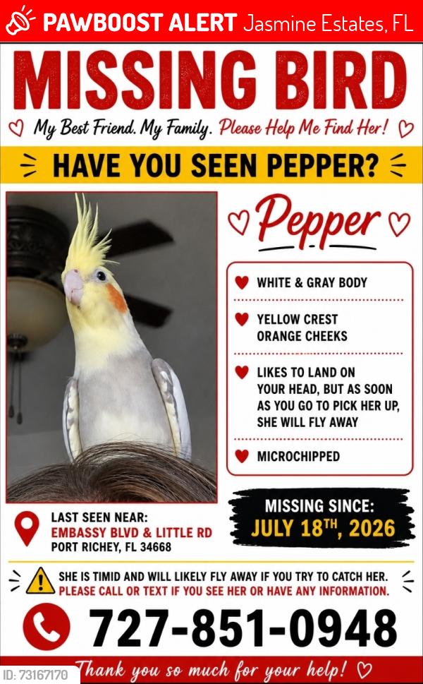 Lost Female Bird last seen Embassy and Little Rd, Jasmine Estates, FL 34668