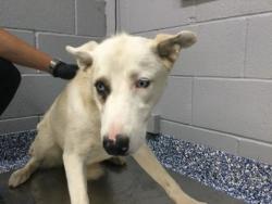 Shelter Stray Female Dog last seen Near BLOCK ALBION DR, INDIO CA 92201, 72050 Pet Land Pl, Thousand Palms, CA 92276, USA