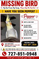 Lost Female Bird last seen Embassy and Little Rd, Jasmine Estates, FL 34668