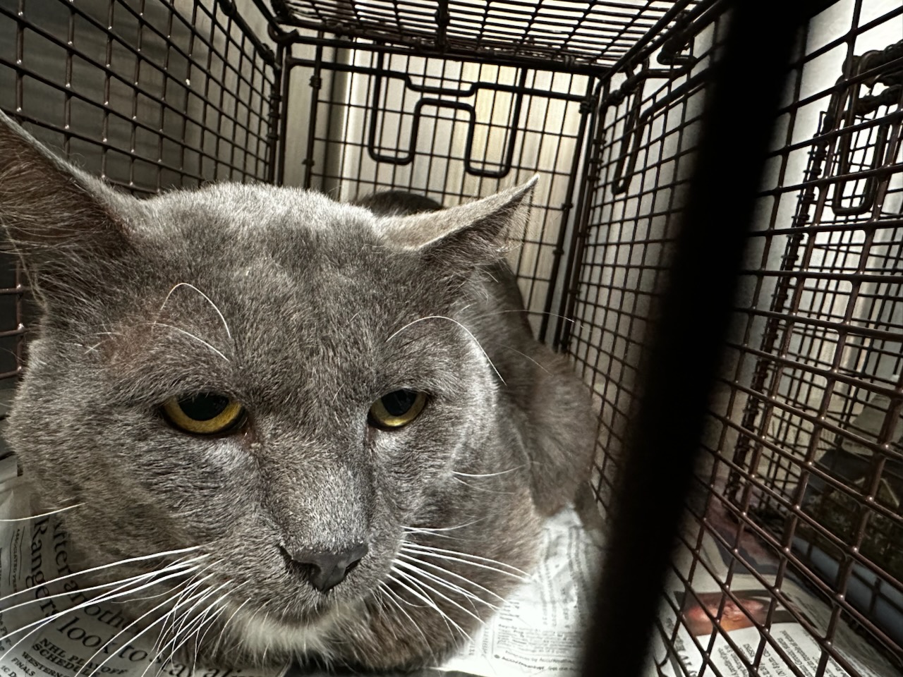 Shelter Stray Male Cat last seen , 3201 Lacy St, Los Angeles, CA 90031, USA