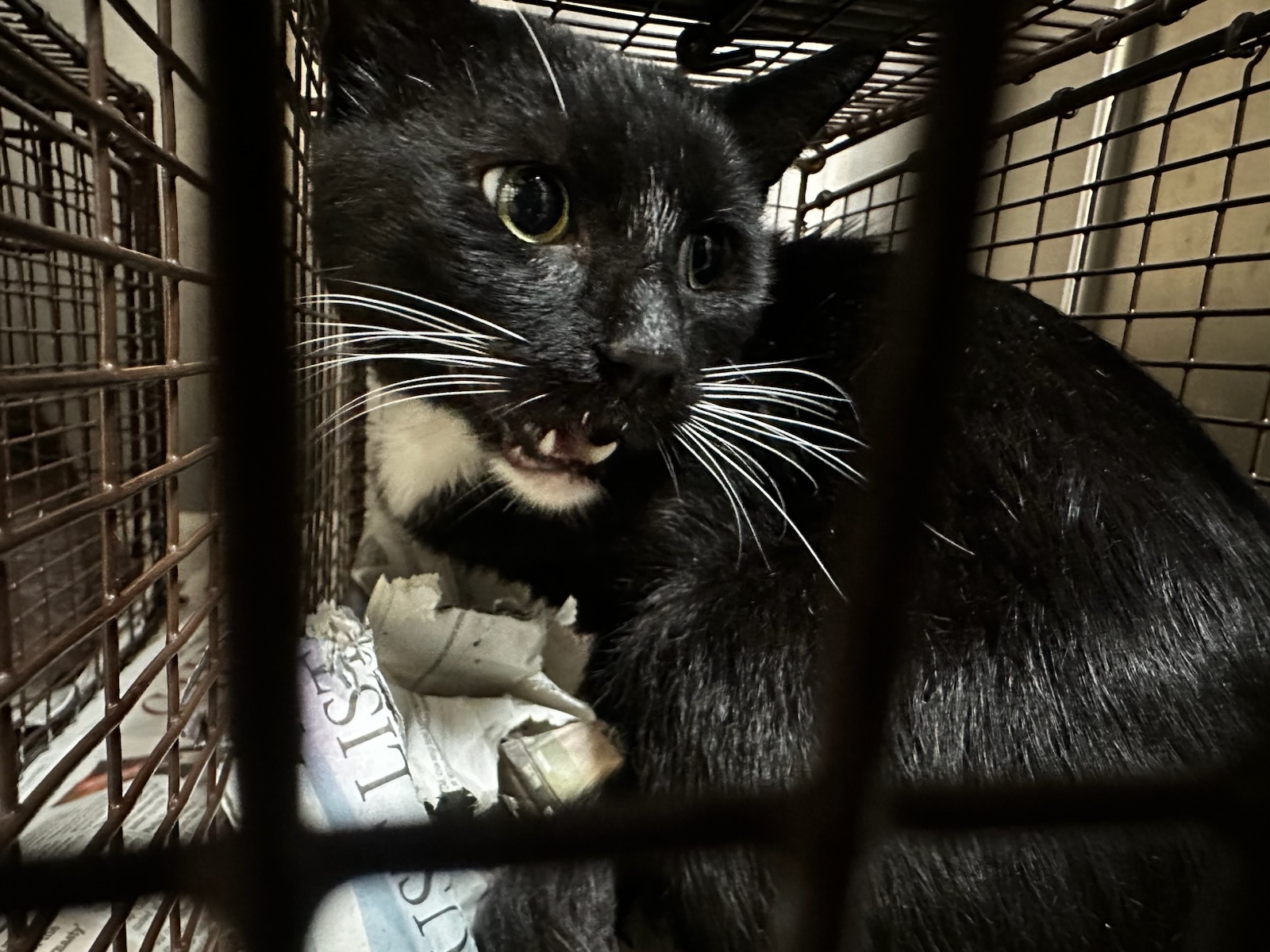 Shelter Stray Male Cat last seen , 3201 Lacy St, Los Angeles, CA 90031, USA