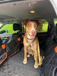 Shelter Stray Male Dog last seen PRESTON PARK, 3528 Newburg Rd, Louisville, KY 40218, USA