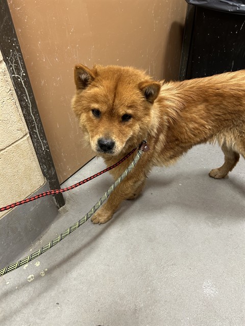 Shelter Stray Female Dog last seen Near BLOCK KAUFMAN, 3528 Newburg Rd, Louisville, KY 40218, USA