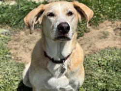 Shelter Stray Female Dog last seen Near BLOCK E 4TH ST, PUEBLO CO 81001, 4600 Eagleridge Pl, Pueblo, CO 81008, USA
