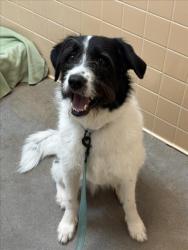 Shelter Stray Male Dog last seen Near BLOCK CALLE DE ORIENTE NORTE SANTA FE NEW MEXICO 87507, 100 Caja Del Rio Rd, Santa Fe, NM 87507, USA