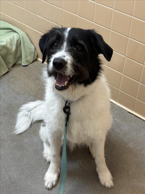 Shelter Stray Male Dog last seen Near BLOCK CALLE DE ORIENTE NORTE SANTA FE NEW MEXICO 87507, 100 Caja Del Rio Rd, Santa Fe, NM 87507, USA