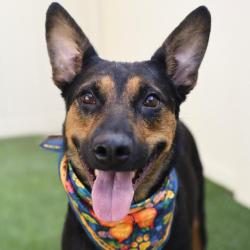 Shelter Stray Female Dog last seen Near BLOCK OF SCHMELTZER LANE, 4710 TX-151, San Antonio, TX 78227, USA