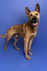 Shelter Stray Male Dog last seen CHARLOTTE, 8315 Byrum Dr, Charlotte, NC 28217, USA