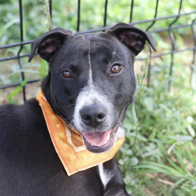 Shelter Stray Female Dog last seen GUADALUPE AND NUEVA LEON, 4710 TX-151, San Antonio, TX 78227, USA
