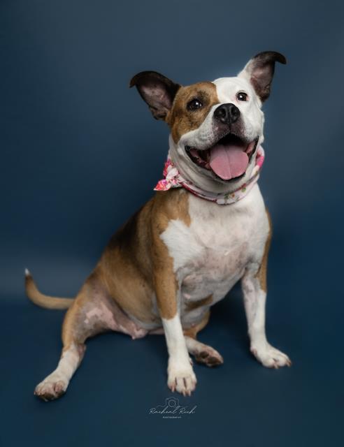 Shelter Stray Female Dog last seen CHARLOTTE, 8315 Byrum Dr, Charlotte, NC 28217, USA