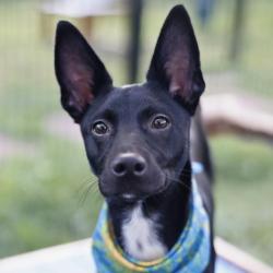 Shelter Stray Male Dog last seen Near BLOCK SCHLEY, 4710 TX-151, San Antonio, TX 78227, USA